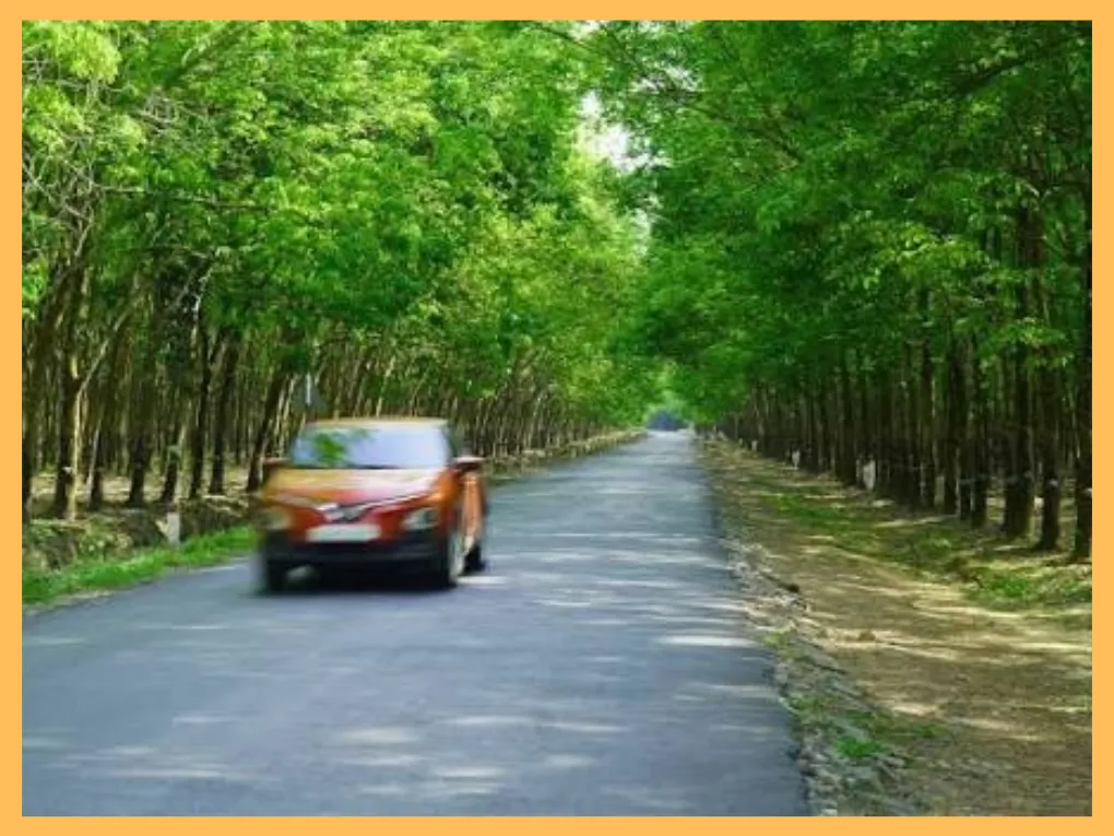 Cho Thuê Xe Kia Carnival TPHCM Đi Bình Phước 19 Vuon dieu va nhung cung duong cao su